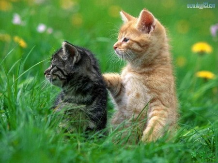 Cats hide theirclaws
