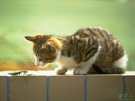 The cat shuts its eyes when stealing cream