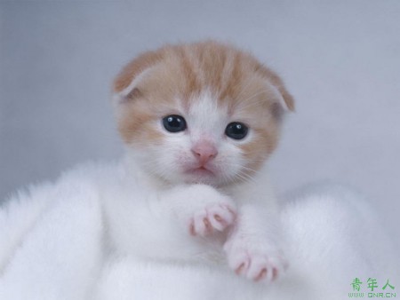 A cat has nine lives