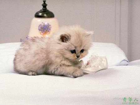 When the cat's away the mice will play