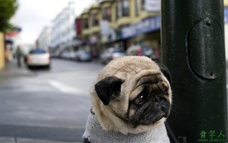 the world's saddest dog