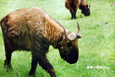 ļǸĲ
