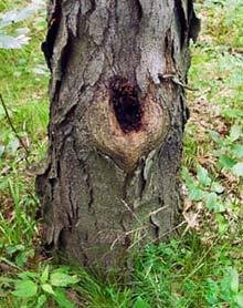 ʲô tree hole post