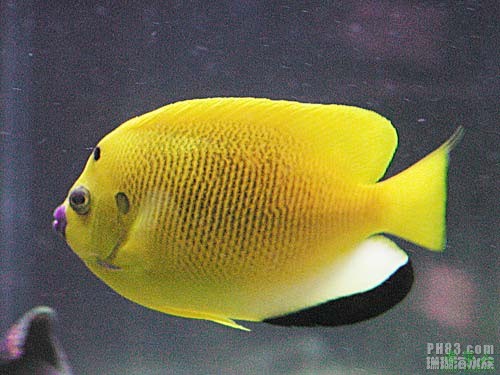 
(̨)
()

ߴ̵
㰢
Threespot angelfish
flagfin angelfish
Apolemichthys trimaculatus